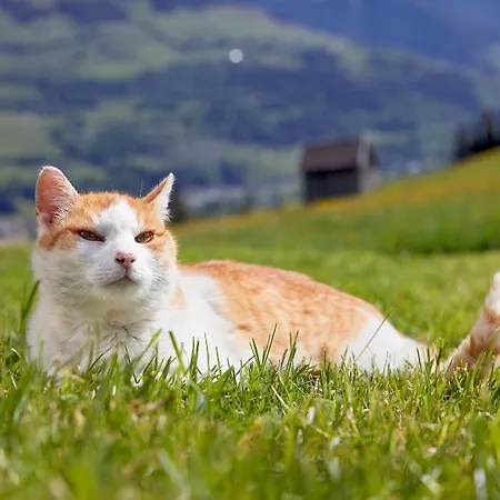 Vordergugg Vakantieboerderij