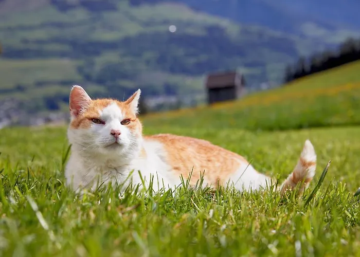 Vordergugg Κατάλυμα σε φάρμα